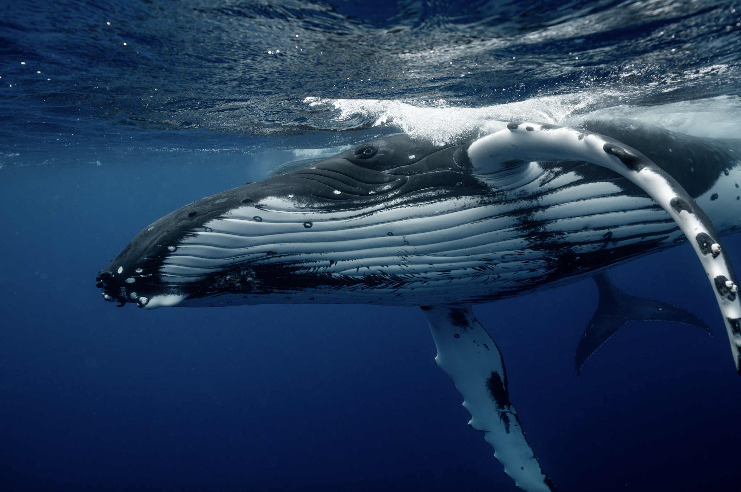 Tahiti Humpback Whale Migration — OneXpeditions